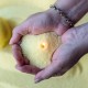 Foton Candle 500g with 10 wicks 